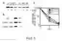 Fig. 06 - Methods For Producing Dendritic Cells That Have Acquired Ctl-Inducing Ability
