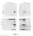 Fig. 08 - Methods For Producing Dendritic Cells That Have Acquired Ctl-Inducing Ability
