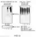 Fig. 11 - Methods For Producing Dendritic Cells That Have Acquired Ctl-Inducing Ability