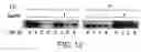 Fig. 14 - Methods For Producing Dendritic Cells That Have Acquired Ctl-Inducing Ability