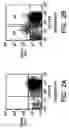 Fig. 03 - Isolation and use of solid tumor stem cells