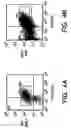Fig. 05 - Isolation and use of solid tumor stem cells
