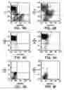Fig. 07 - Isolation and use of solid tumor stem cells