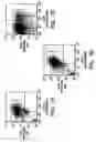 Fig. 08 - Isolation and use of solid tumor stem cells