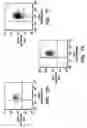 Fig. 09 - Isolation and use of solid tumor stem cells