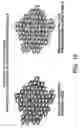 Fig. 19 - Isolation and use of solid tumor stem cells
