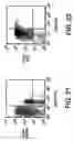 Fig. 27 - Isolation and use of solid tumor stem cells