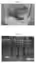 Fig. 04 - COMMERCIALLY VIABLE PROCESS FOR IN VITRO MASS CULTURE OF JATROPHA CURCAS
