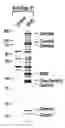 Fig. 01 - Compositions, methods and kits based on small nuclear RNAs