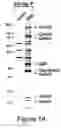 Fig. 02 - Compositions, methods and kits based on small nuclear RNAs