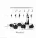 Fig. 09 - Compositions, methods and kits based on small nuclear RNAs