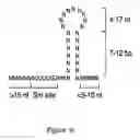 Fig. 24 - Compositions, methods and kits based on small nuclear RNAs
