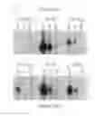 Fig. 27 - Compositions, methods and kits based on small nuclear RNAs
