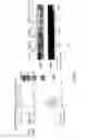 Fig. 04 - Highly Potent Hsirna Mixtures and Method for Gene Splicing