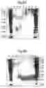 Fig. 06 - Methods of inhibiting ascites formation with modified chimeric VEGF polypeptides