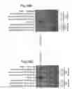 Fig. 45 - Methods of inhibiting ascites formation with modified chimeric VEGF polypeptides