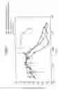 Fig. 46 - Methods of inhibiting ascites formation with modified chimeric VEGF polypeptides