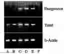 Fig. 01 - Use of Fgf-18 Protein, Target Proteins and Their Respective Encoding Nucleotide Sequences to Induce Cartilage Formation