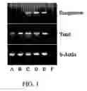Fig. 02 - Use of Fgf-18 Protein, Target Proteins and Their Respective Encoding Nucleotide Sequences to Induce Cartilage Formation