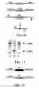 Fig. 11 - Use of Fgf-18 Protein, Target Proteins and Their Respective Encoding Nucleotide Sequences to Induce Cartilage Formation