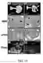 Fig. 13 - Use of Fgf-18 Protein, Target Proteins and Their Respective Encoding Nucleotide Sequences to Induce Cartilage Formation