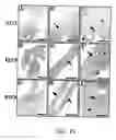 Fig. 18 - Use of Fgf-18 Protein, Target Proteins and Their Respective Encoding Nucleotide Sequences to Induce Cartilage Formation