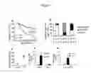 Fig. 05 - Methods for the Treatment of Autoimmune Diseases