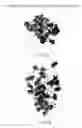 Fig. 29 - Rational evolution of cytokines for higher stability, the cytokines and encoding nucleic acid molecules