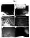 Fig. 04 - Detection and Use of Prolylcarboxypeptidase