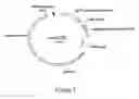 Fig. 03 - CODON OPTIMIZED SYNTHETIC PLASMIDS