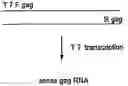 Fig. 01 - Methods and Compositions for Inhibiting the Function of Polynucleotide Sequences