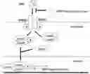 Fig. 01 - Method for treating glaucoma comprising administering to a patient in need thereof a composition comprising an antibody against gremlin