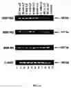 Fig. 23 - Method for treating glaucoma comprising administering to a patient in need thereof a composition comprising an antibody against gremlin