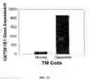 Fig. 27 - Method for treating glaucoma comprising administering to a patient in need thereof a composition comprising an antibody against gremlin