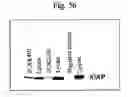 Fig. 07 - Compounds modifying apoptosis