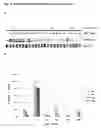 Fig. 05 - Shp-2 inhibitors and pharmaceutical compositions comprising them