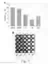 Fig. 05 - Modulation of pathogcnicity