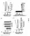 Fig. 05 - Modulation of Cell Barrier Dysfunction