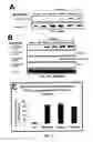 Fig. 16 - Modulation of Cell Barrier Dysfunction