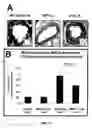 Fig. 20 - Modulation of Cell Barrier Dysfunction