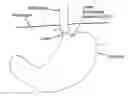 Fig. 01 - Methods and apparatus for testing disruption of a vagal nerve