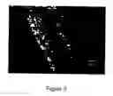 Fig. 03 - Methods for Intraoperative Organotypic Nerve Mapping