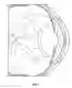 Fig. 02 - Ocular pressure regulation