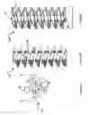 Fig. 03 - Orthopaedic Helical Coil Fastener and Apparatus and Method for Implantation Thereof