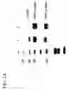 Fig. 04 - CRYSTAL STRUCTURE OF THE HEPATOCYTE GROWTH FACTOR AND METHODS OF USE