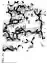 Fig. 09 - CRYSTAL STRUCTURE OF THE HEPATOCYTE GROWTH FACTOR AND METHODS OF USE