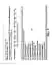 Fig. 08 - Application package to automatically identify some single stranded RNA viruses from characteristic residues of capsid protein or nucleotide sequences