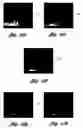 Fig. 08 - Method and system for detecting objects using far infrared images