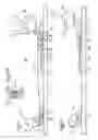 Fig. 03 - RETAINING ASSEMBLY FOR A GLIDING BOARD