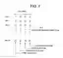 Fig. 08 - Ink ejection method and inkjet ejection device
